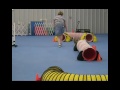 shade tree aussies toy and mini aussie first agility trial