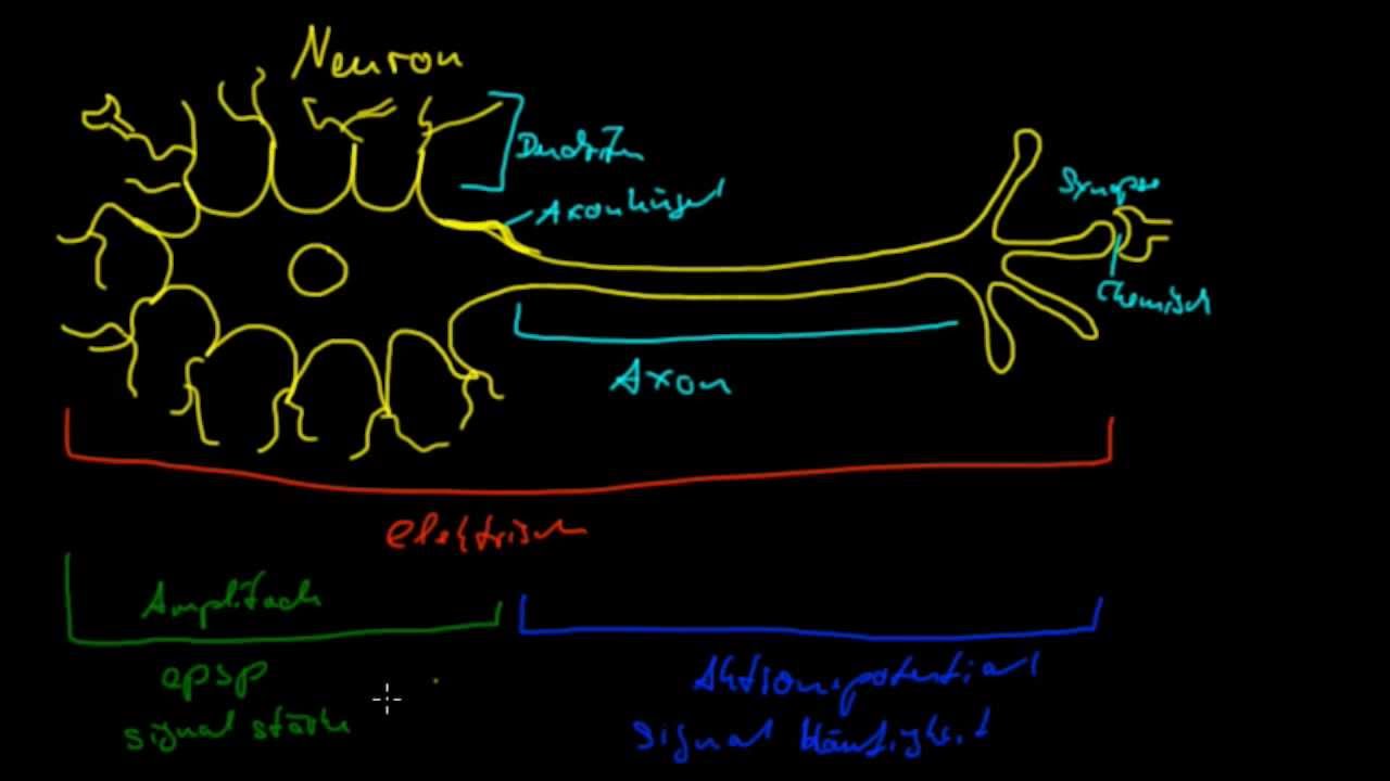 Aufbau Der Nervenzelle