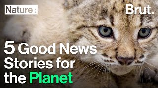 5 Much Needed Good News Stories for the Planet