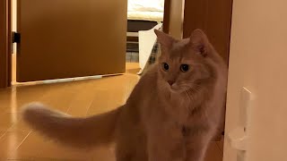 【かわいい鳴き声】犬みたいに鳴くソマリ猫がかわいい！！（Somali Cat）