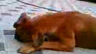 Video000.3gp