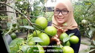 INDAHNYA BERBAGI Hasil Aplikasi Pupuk Perangsang Bunga dan Buah dengan Nature Stek