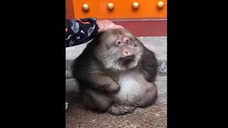 Cute chubby baby monkey rescued from quick sand…