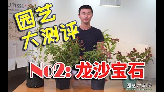 月季粉龙哪家强？天狼、海蒂、塔莎and老园丁，实力PK！！！结果尽在【园艺大测评No2：龙沙宝石】