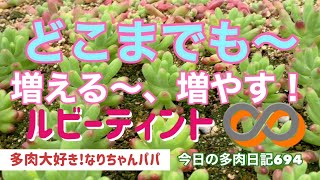 【多肉植物】【ガーデニング】ルビーティント畑⁉️    多肉大好き！なりちゃんパパ　多肉奮闘記その694