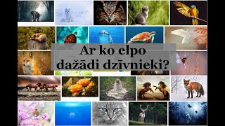 Ar ko elpo dažādi dzīvnieki?