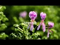 The Mamonde Garden