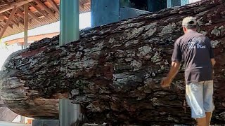 Incredible Pine Sawing Chronology - The Most Satisfying Sawmill