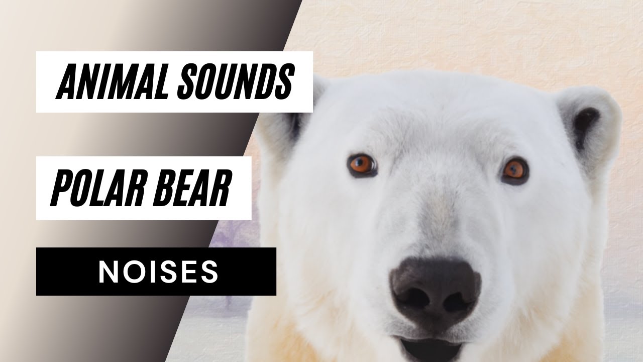 Animal Sounds Polar Bear - What Sound Does A Polar Bear Make? - (polar ...