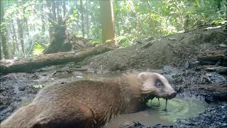 ニホンアナグマの水浴び