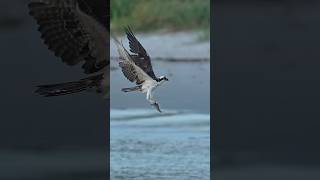 Hungry Osprey catches fish right in front of fishermen!