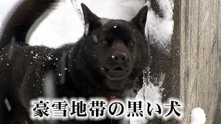 豪雪地帯の黒い犬