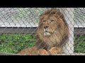 ライオン　アースくん　雨の中で吠える　【のんほいパーク】　lion earth kun toyohashi zoo