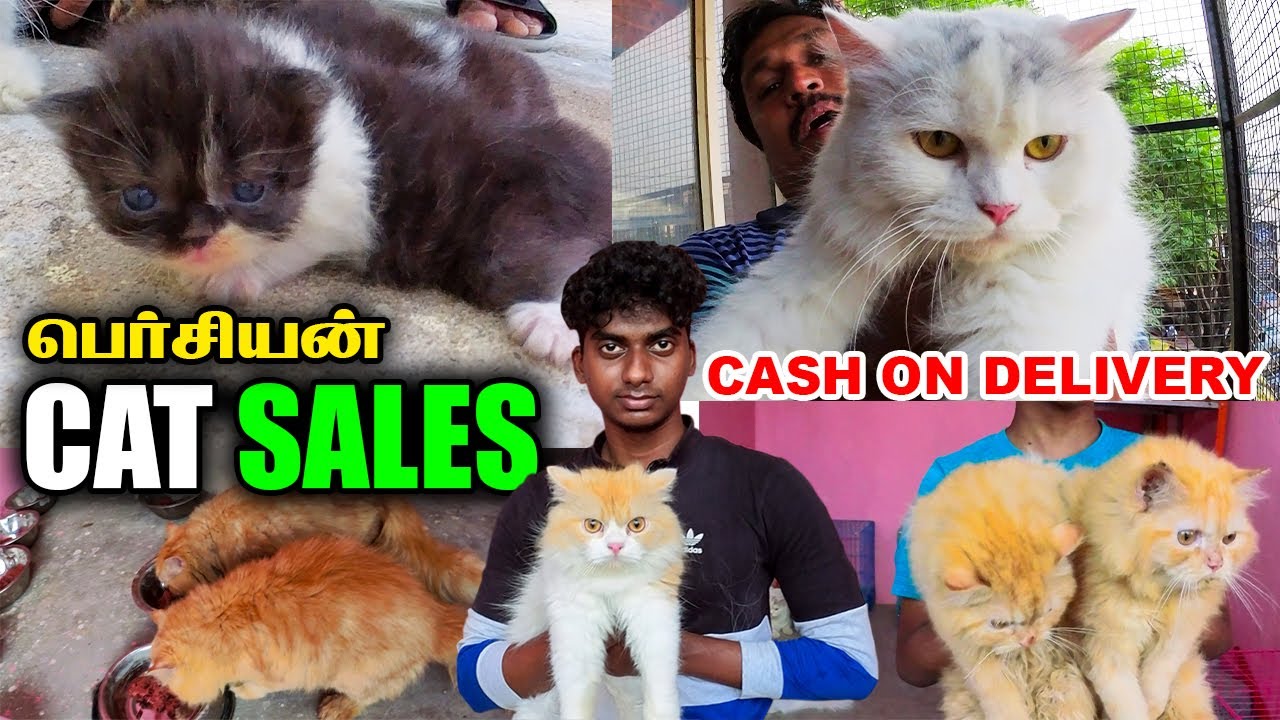 EXOTIC PERSIAN CATS For Sale | CASH ON DELIVERY | Cheapest Prize ...