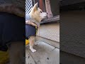 【雑種犬シナモン】終わりと言われても信じないぬ【横顔美人】