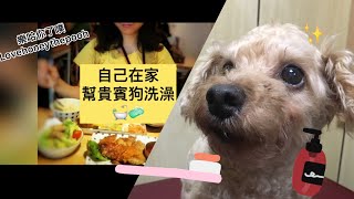 [Dog]狗狗洗澡DIY 一起在家洗起來吧！超級天使寶寶 紅貴賓狗 Chairo 茶嚕 How to bathe a dog at home