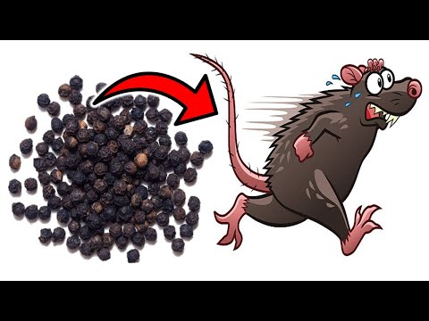 How do you keep rats away naturally?