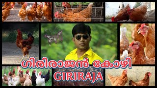 ഗിരിരാജൻ കോഴി Giriraja Hen