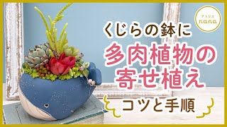 【多肉植物】おしゃれ✨くじらの鉢に多肉植物の寄せ植え[コツ＆作り方]