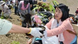 故郷守る防潮の森 宮城の被災地4000人 ３万本植樹（2013/06/09）北海道新聞