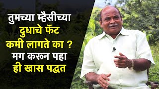 तुमच्या म्हैसीच्या दुधाचे फॅट कमी लागते का... मग करून पहा ही खास पद्धत | How to increase Milk Fat