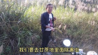 甘蔗地被不明物体破坏，农村小伙买十个老鼠夹，准备灭了这帮害虫