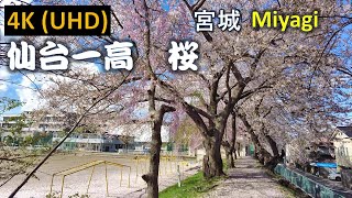 【4K】仙台一高  桜 Sendai Ichiko Sakura