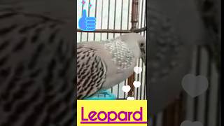 TEKUKUR LEOPARD Gacor Bekuran || SPEK KICAU \u0026 ANGGUNGAN