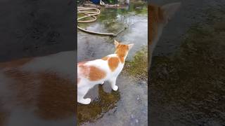 কিউট বিড়াল বৃষ্টিতে খেলছে ☔️ #cute #cat #funny #shorts