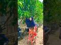 Mau ketawa takut dosa video lucu bikin ngakak hiburan warga+62 viral video funny videos funny shorts