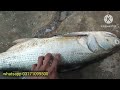 rawas indian salmon rawas thread fin fish information video karachi fishries