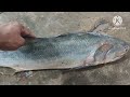 rawas indian salmon rawas thread fin fish information video karachi fishries