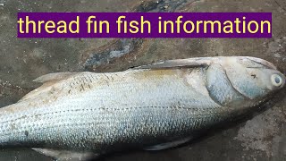 rawas indian salmon  rawas thread fin fish information video karachi fishries