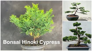 Hinoki cypress design as a bonsai. Chamaecyparis Obtusa. ( turn on englisch subtitles )