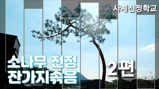 소나무 전정법 2편  잔가지 솎음전정 #25사계전정학교