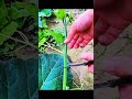 pucuk daun labu untuk di sayur #shortvideo #berbuah #youtubeshorts #satisfying