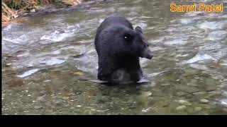 Black Bear || Bear Chasing Salmon || Bhalu || Richh@Wild Gravity
