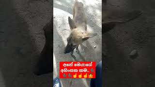 අනේ මෙයා ගේ.අහිංසක කම..🐈‍⬛🐈‍⬛🐈‍⬛☝️☝️☝️☝️🤷