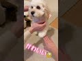 はじめての円陣 ビションフリーゼ アメリカンコッカースパニエル ミックス犬