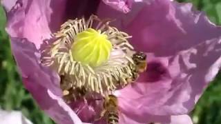 A háziméhek megőrülnek a mákvirágért - Honey bees are crazy about poppy flowers