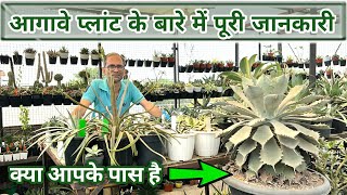 आगावे प्लांट के बारे में पूरी जानकारी | Beautiful \u0026 Fast Multiplying Plant Agave Plant