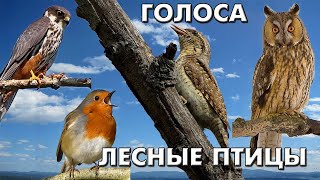 Голоса 38 лесных птиц (Птицы России) / Мини-определитель #ГолосаПтиц