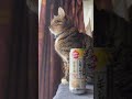 これこそほろ酔い... 猫のいる暮らし 猫のいる生活 猫好きさんと繋がりたい 猫 猫動画 チャンネル登録よろしくお願いします チャンネル登録