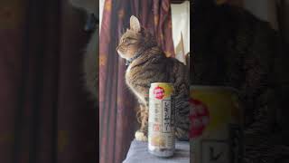 これこそほろ酔い... #猫のいる暮らし #猫のいる生活 #猫好きさんと繋がりたい #猫 #猫動画 #チャンネル登録よろしくお願いします #チャンネル登録