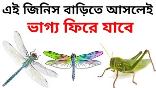 বাড়িতে ফড়িং আসলে কি হয়,বাড়িতে ফড়িং আসা কিসের সংকেত | What does it mean for grasshoppers to come home