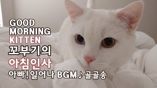 꼬부기의 아침 인사 아빠! 일어나 - 1살+1개월 오드아이 먼치킨 고양이 Munchkin Cat Gato マンチカンねこ 短足猫