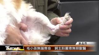 毛小孩無端喪命  飼主盼嚴懲無照獸醫│T-NEWS聯播網