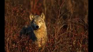 yukoner spring slide show