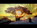 The Sun Shines On The Trees (HD1080p)