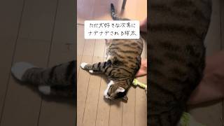 大好きな次男に積極的になる球太 #cat #保護猫 #家族 #球太 #tiktok #猫のいる暮らし #猫 #恋人 #イカ耳 #癖強い